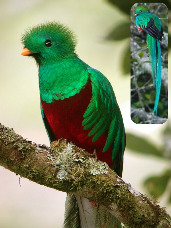 Colorful Quetzal