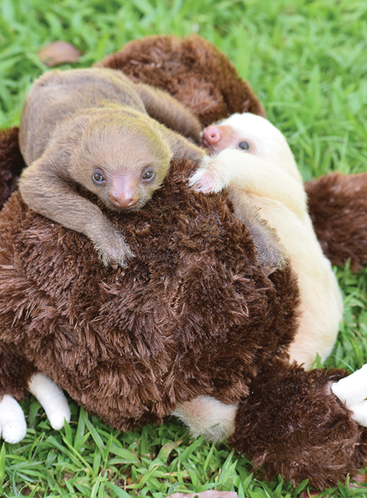 Cuddly Sloths