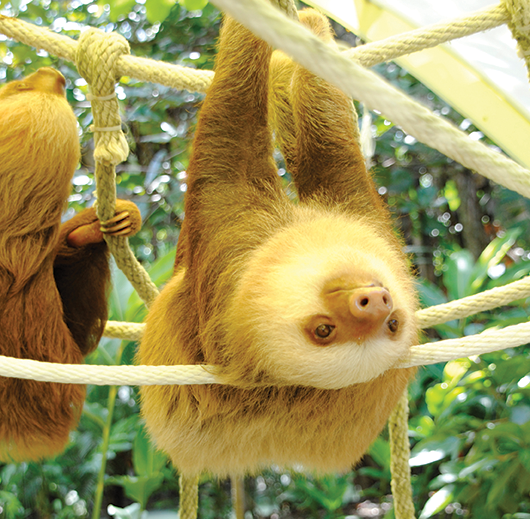 Hanging at Sloth Sanctuary