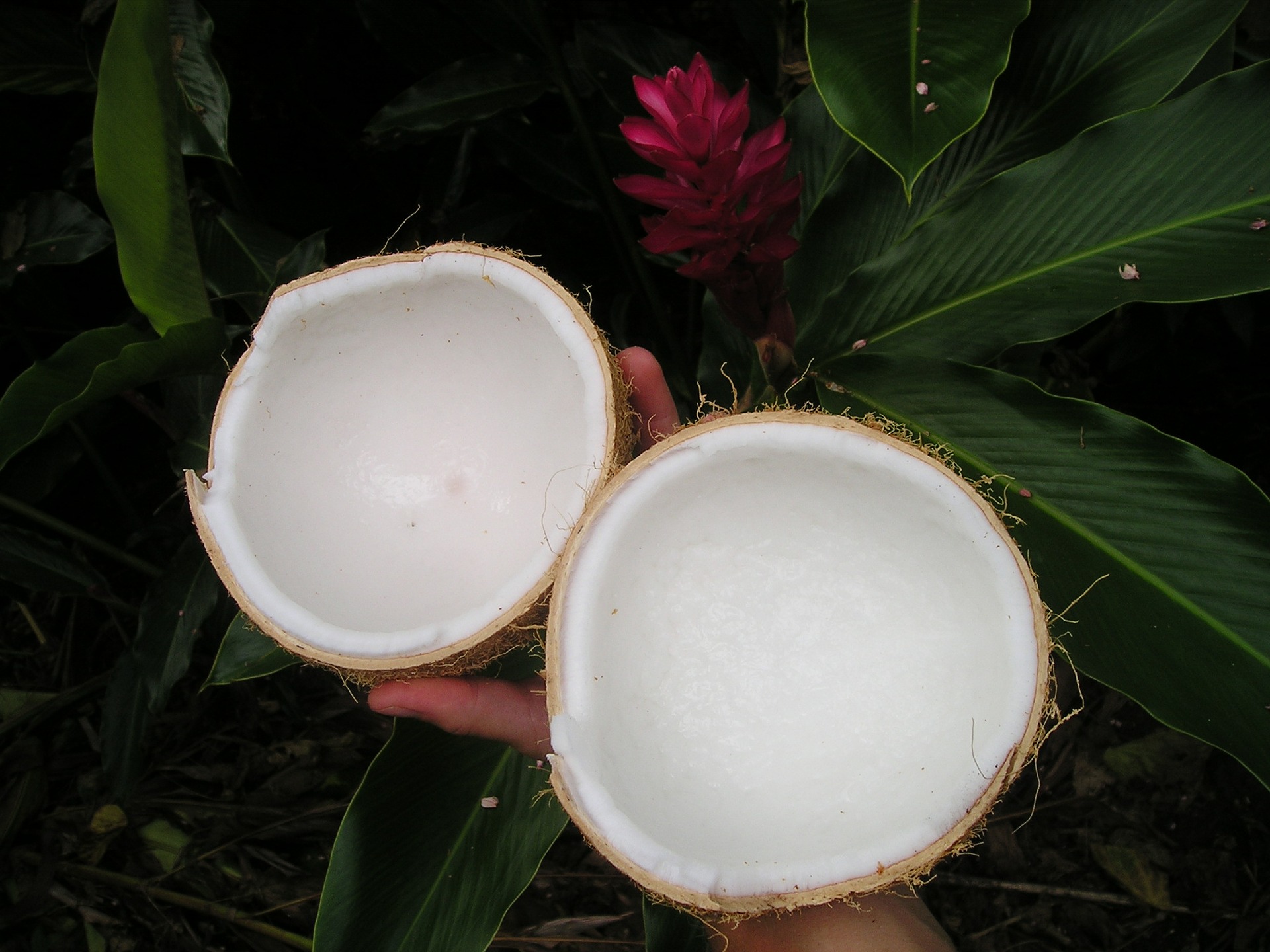 Split Coconut • VRAC&amp;#39;s Costa Rica Blog