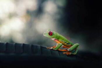 Red-eyed tree frog perched on a dark leaf in Costa Rica's primary rainforest, showcasing the wildlife found in parks like Braulio Carrillo National Park