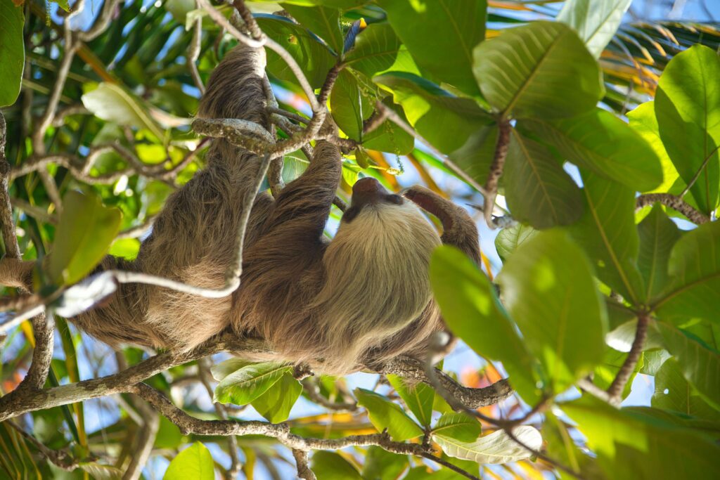 Two-toed sloth clinging to branches in the rainforest canopy in Costa Rica, similar to sloth sightings along El Cecropia Trail at Braulio Carrillo National Park
