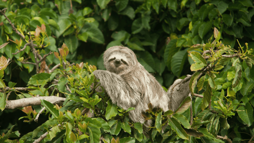 Image of a Sloth