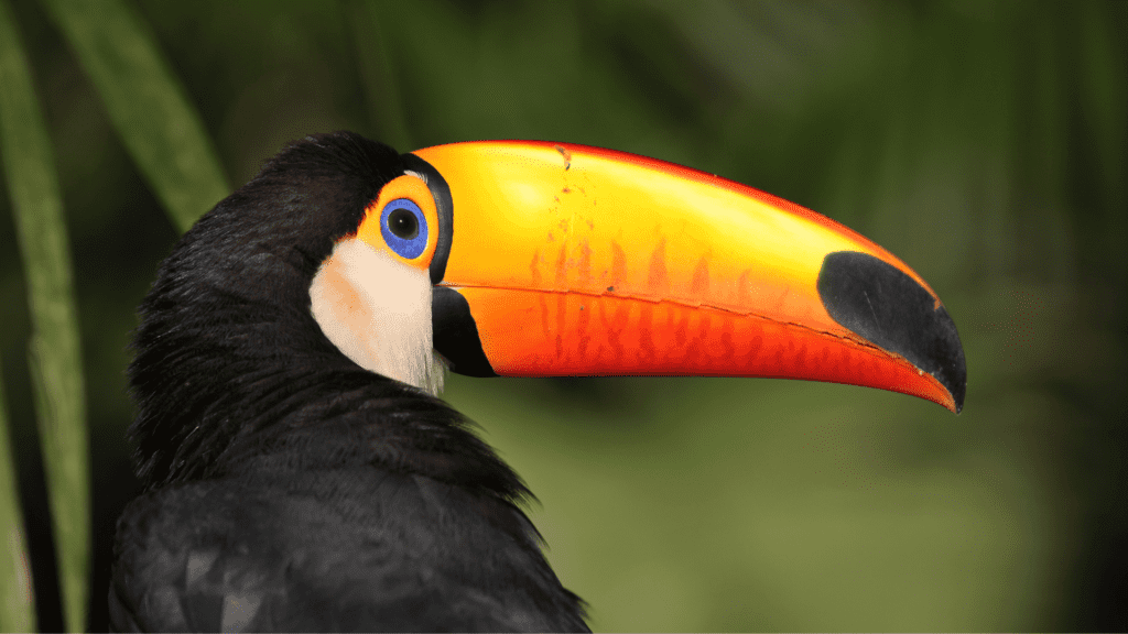 Image of a Tucan