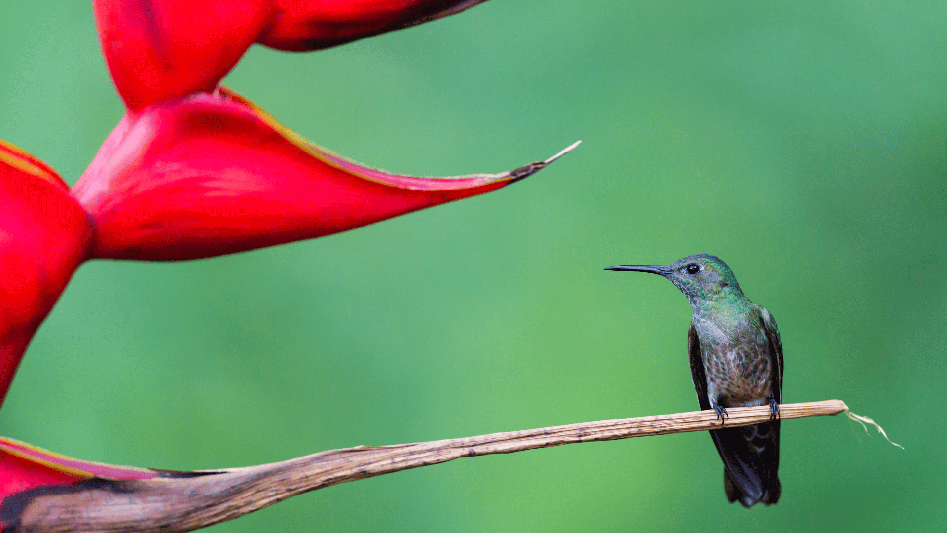 Hummingbird and heliconia, bird in the wild, Costa Rica