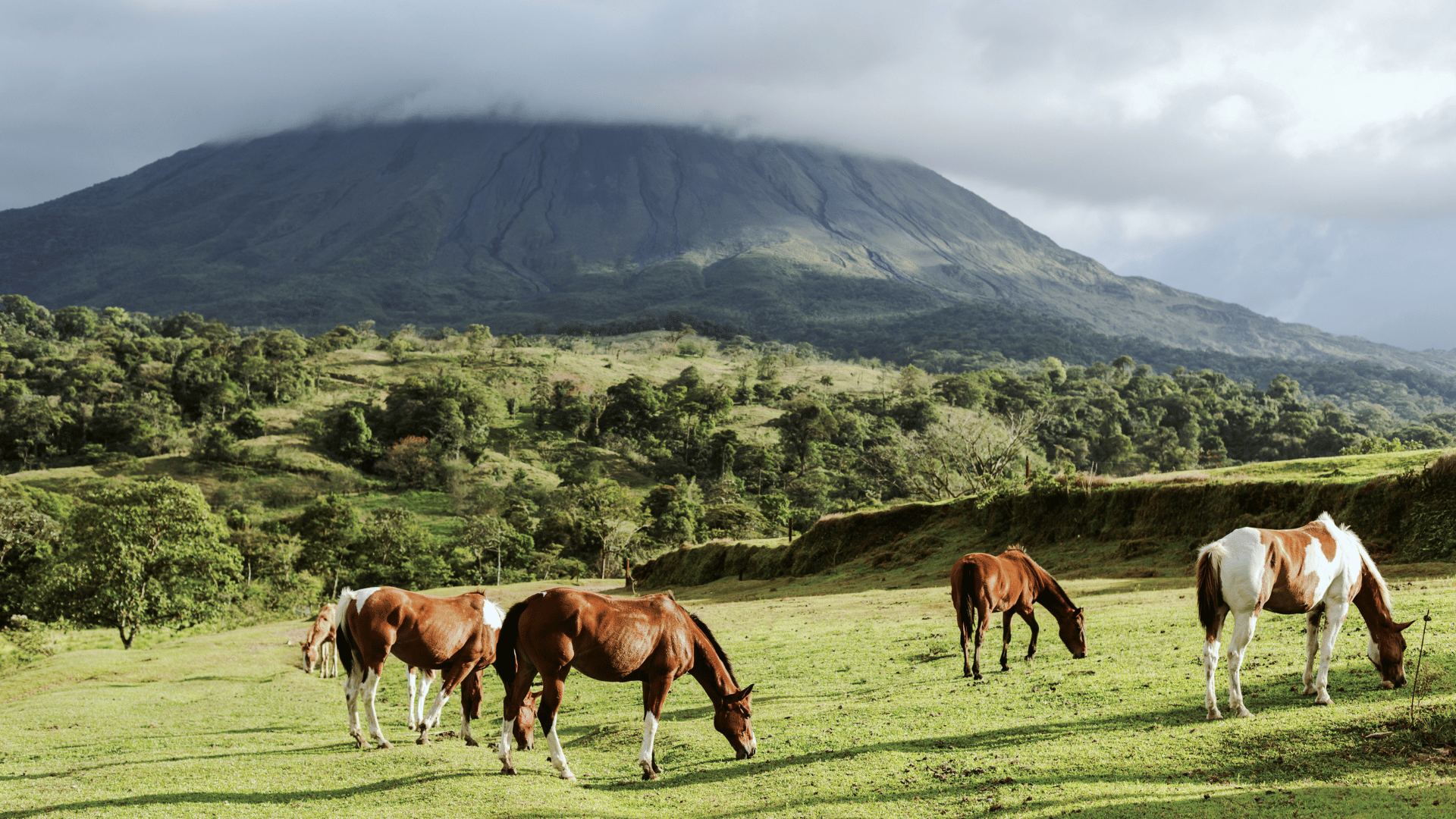 Horses near Arenal Volcano in Costa Rica