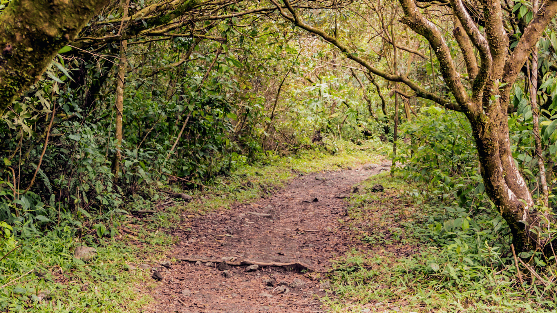 Hiking trail through the rainforest of Costa Rica's Arenal Volcano National Park
