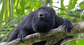 Black Howler Monkey Perched on a Branch