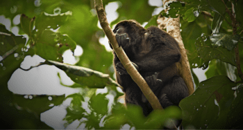 Howler Monkey in Santa Elena Reserve Monteverde Costa Rica Navigating Around Monteverde Howler Monkey in Santa Elena Reserve, Monteverde, Costa Rica
