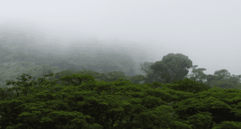 Monteverde Cloud Forest