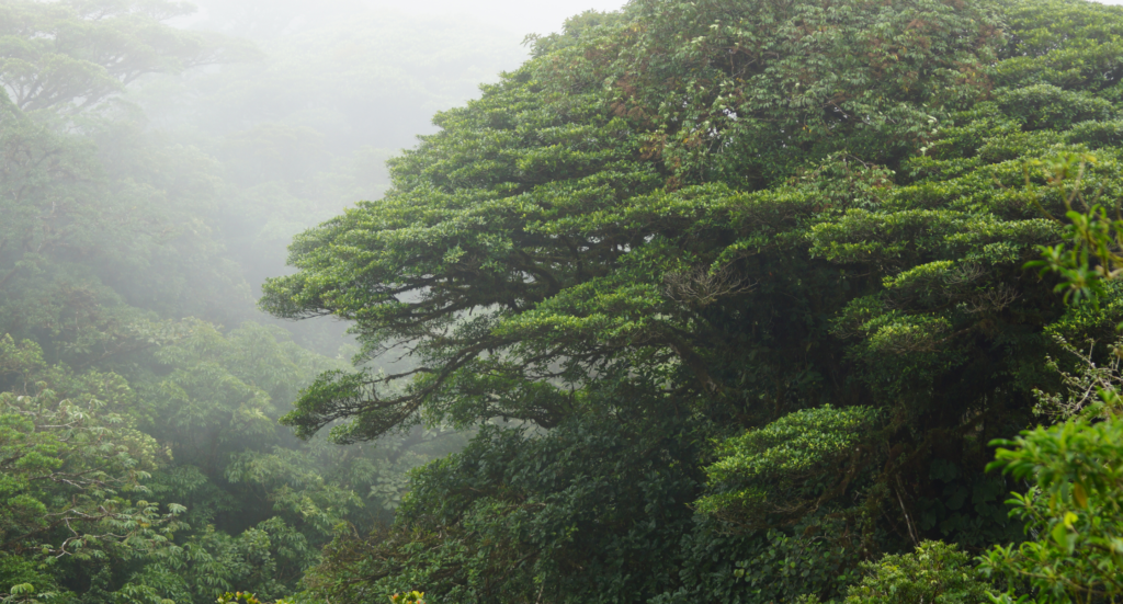 Monteverde Cloud Forest Reserve