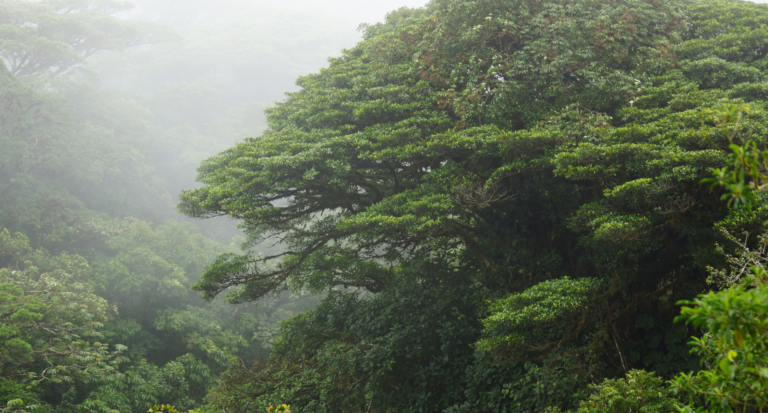 Monteverde Cloud Forest Reserve