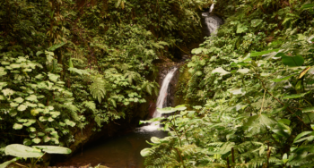 Waterfall in monteverde Biological Reserve, Costa Rica