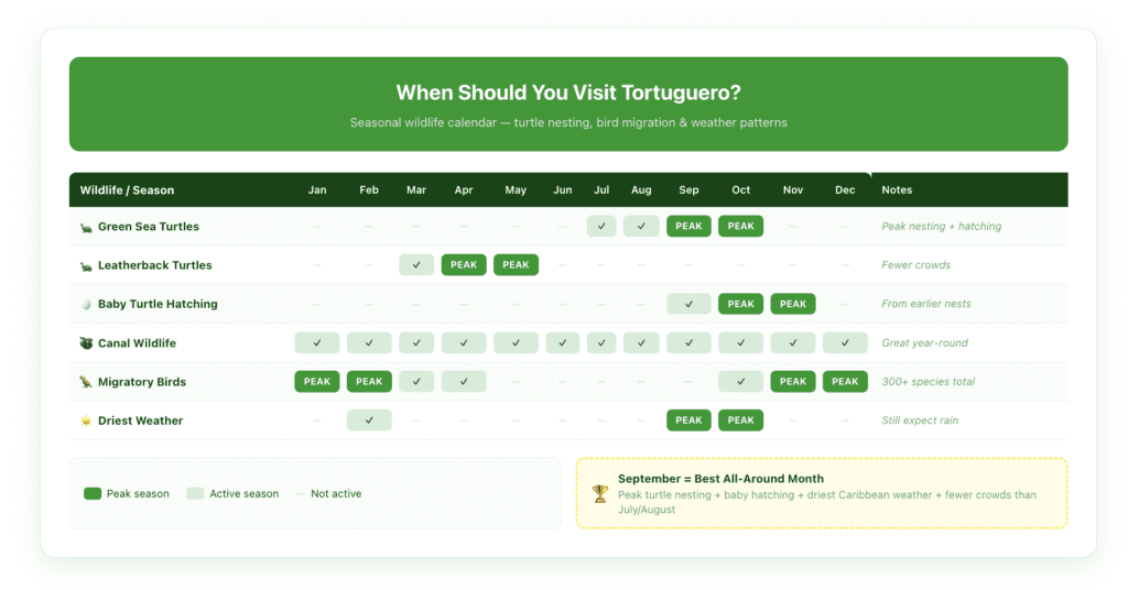 Tortuguero seasonal wildlife calendar showing turtle nesting periods by species, best months for canal wildlife, bird migration timing, and weather patterns across all twelve months