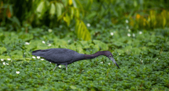 black heron in Tortuguero National Park Tortuguero National Park black heron in Tortuguero National Park