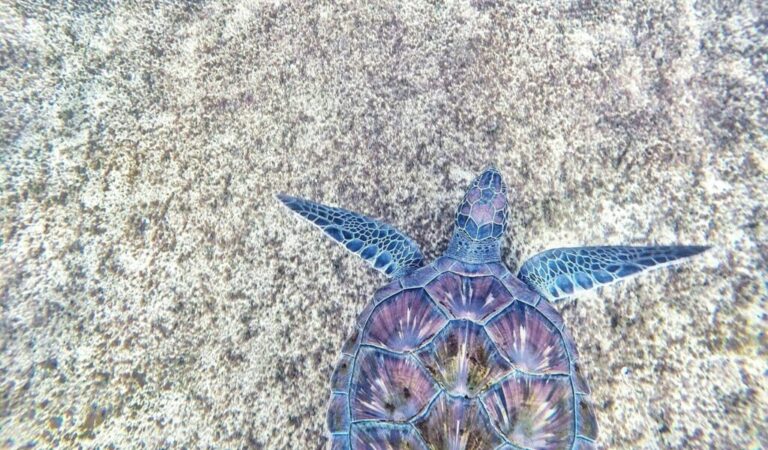 Green sea turtle swimming over sandy ocean floor in the shallow waters near Tortuguero National Park, Costa Rica, viewed from above showing its patterned shell and outstretched flippers.