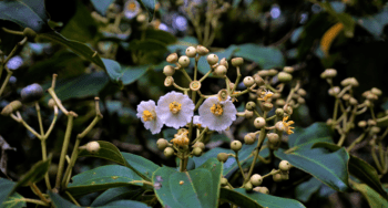 plant spotted in the Curi Cancha Reserve Monteverde Cloud Forest Biological Reserve plant spotted in the Curi-Cancha Reserve