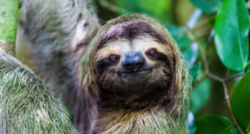 sloth in Manuel Antonio National Park La Fortuna sloth in Manuel Antonio National Park