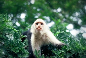 wildlife in Monteverde