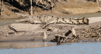alligator, Palo Verde National Park