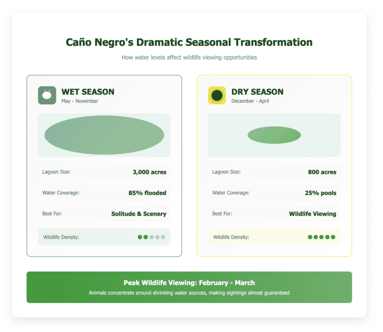 Infographic comparing Caño Negro Wildlife Refuge in wet season (May-November) with 3,000-acre lagoon and dispersed wildlife versus dry season (December-April) with 800-acre lagoon and concentrated wildlife for optimal viewing. Peak viewing shown as February-March.