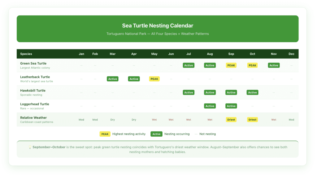 Tortuguero turtle nesting calendar showing all four species — green, leatherback, hawksbill, loggerhead — with monthly nesting activity, best viewing windows, and peak vs. shoulder season weather patterns across the year.