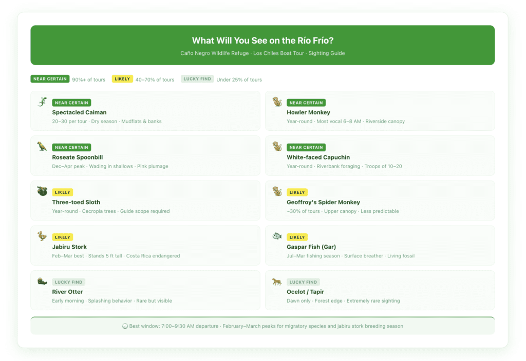 Wildlife encounter probability guide showing Caño Negro Río Frío boat tour sightings organized by likelihood — caimans, three monkey types, jabiru stork, roseate spoonbill, sloth, and gaspar fish with probability percentage and best season for each