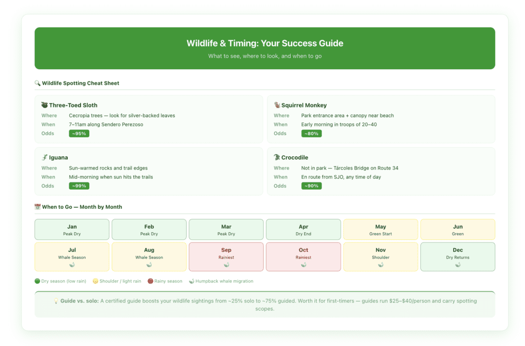 Wildlife spotting cheat sheet showing where and when to find three-toed sloths in cecropia trees, squirrel monkeys near the park entrance, iguanas on sunny rocks and trail edges, and crocodiles at Tárcoles Bridge en route from San José, alongside a month-by-month calendar showing rain intensity, crowd levels, and humpback whale migration seasons from July through December.