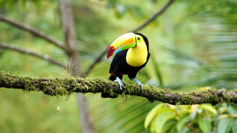 how to decide which airport works best for you Choosing the Right Costa Rica Airport