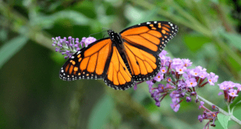Butterfly Garden in Monteverde Diverse Wildlife in Monteverde Butterfly Garden in Monteverde
