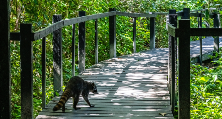 Cahuita National Park Racoon on the pathway Cahuita Limon province Costa Rica east coast Caribbean Cahuita National Park, Racoon on the pathway, Cahuita, Limon province, Costa Rica east coast