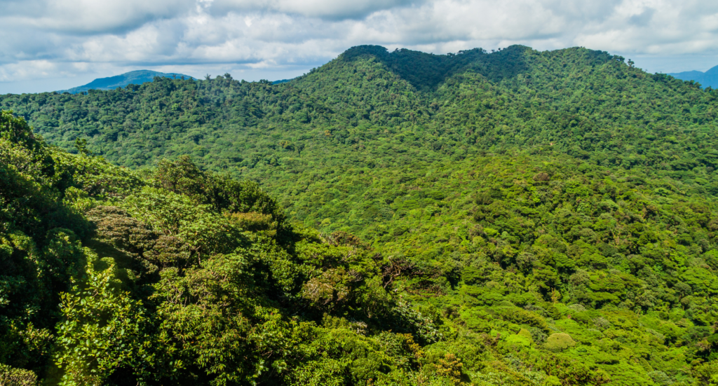 Cloud forest covering Monteverde Cloud Forest Biologic Reserve, Costa Ri