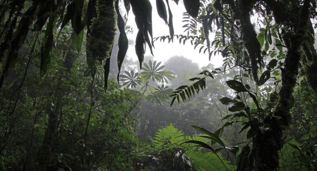 Cloud forest of Reserva Biologica Bosque Nuboso Monteverde Costa Rica weather Cloud forest of Reserva Biologica Bosque Nuboso Monteverde, Costa Rica