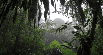 Cloud forest of Reserva Biologica Bosque Nuboso Monteverde, Costa Rica
