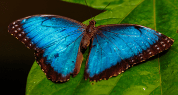 Costa Rica Fauna Volcano Tours at Arenal Costa Rica Fauna Volcano Tours at Arenal
