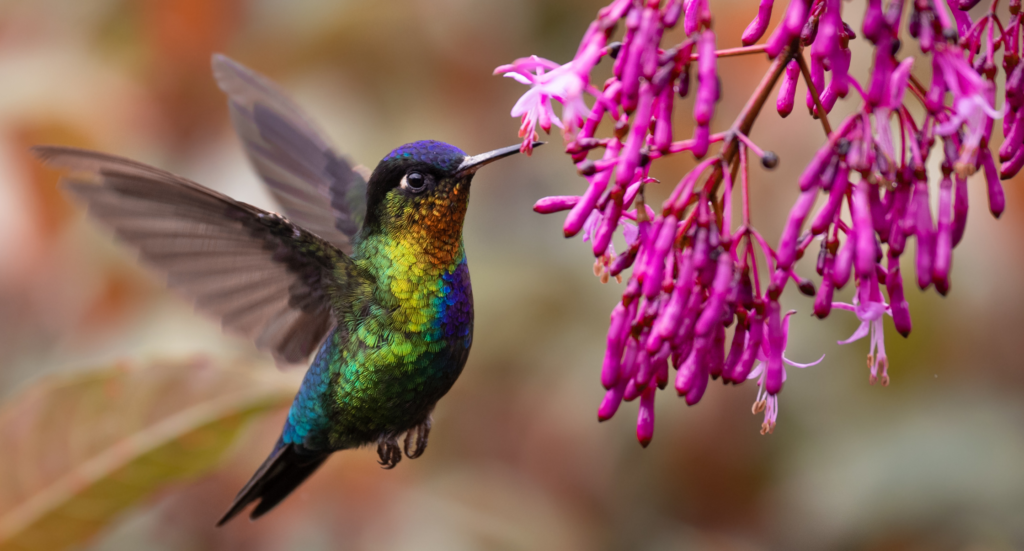 Hummingbird in Costa Rica