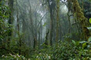 Monteverde Cloud Forest, costa rica (1)