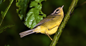 Santa Elena Reserve Planning Your Visit to Monteverde Three striped warbler, in Santa Elena Reserve, Monteverde, Costa Rica