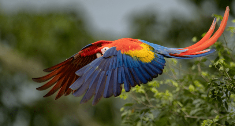 Scarlet Macaw in Costa Rica First Time Scarlet Macaw in Costa Rica First Time