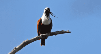 Three Wattled Bellbird Diverse Wildlife in Monteverde Three-Wattled Bellbird