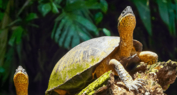 Tortuguero National Park, Limon, Costa Rica