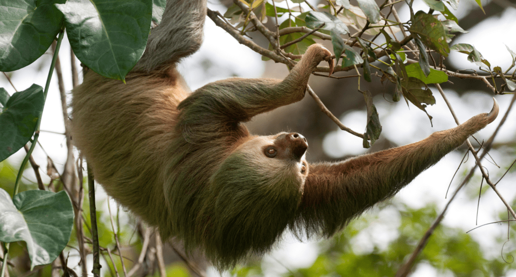 Two-toed Sloth hanging