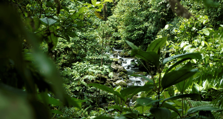 View on river in Braulio Carrillo National Park San José View on river in Braulio Carrillo National Park San José