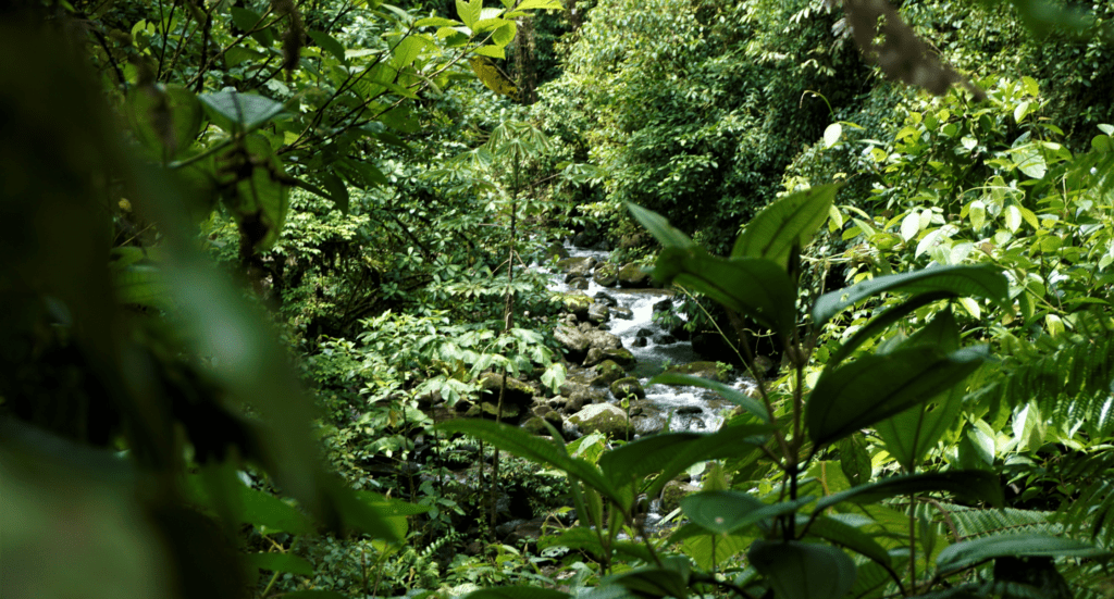 View on river in Braulio Carrillo National Park Playa Conchal View on river in Braulio Carrillo National Park Playa Conchal