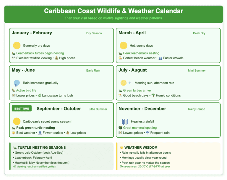 Caribbean Coast Seasonal Wildlife Calendar Caribbean Seasonal wildlife and weather calendar for Costa Rica's Caribbean Coast showing 6 two-month periods in light green boxes. Highlights September-October as 'Best Time' with thicker border, featuring Caribbean's secret sunny season and peak green turtle nesting. Shows weather patterns from dry season (Jan-Apr), through rainy periods (May-Aug, Nov-Dec), with wildlife highlights including turtle nesting seasons (leatherbacks Feb-Apr, greens Jul-Oct), pricing indicators, and crowd levels. Bottom sections provide turtle nesting season details and weather wisdom tips. Uses green color scheme with weather icons and emoji indicators.