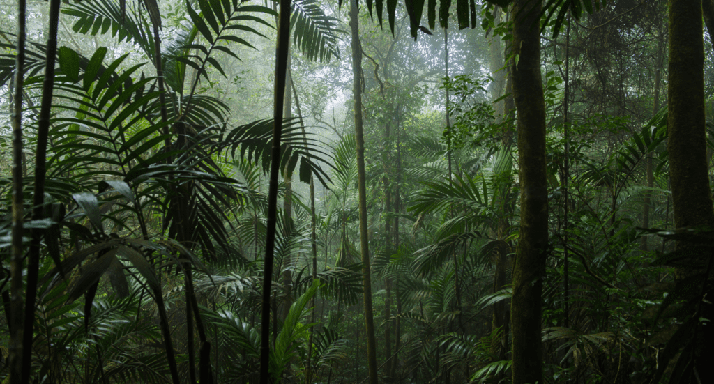 213 Children's Eternal Rain Forest rainforest