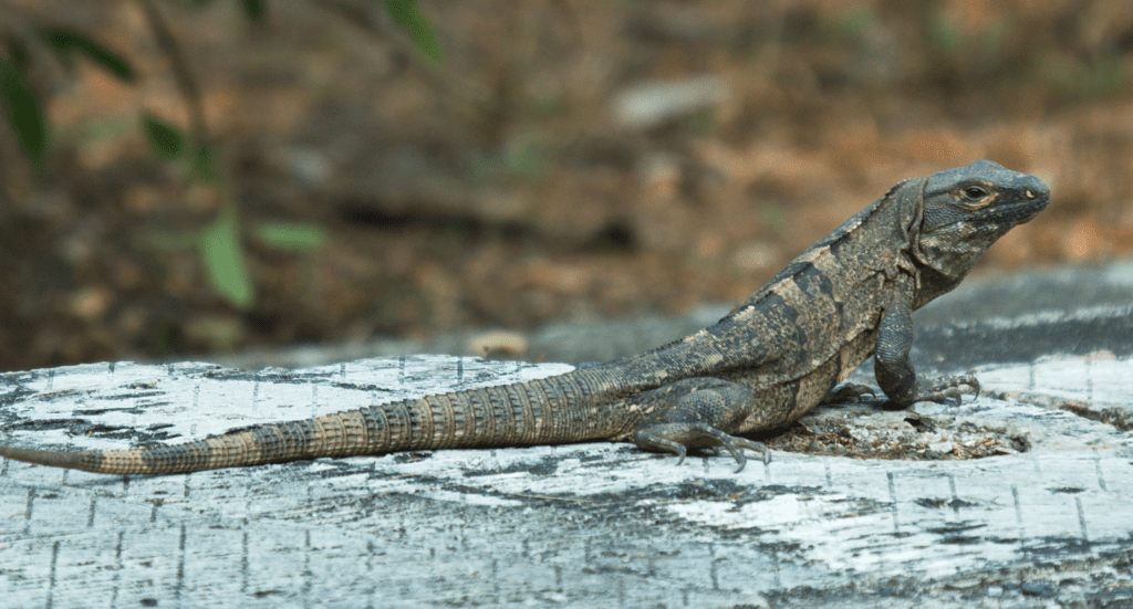 Black Spiny-tailed Iguana in Carara National Park in Costa Rica