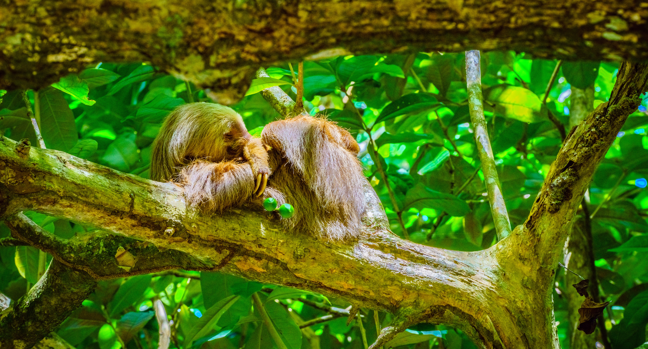 Cahuita National Park a sloth Cahuita Limon province Costa Rica east coast Cahuita National Park, a sloth, Cahuita, Limon province, Costa Rica east coast
