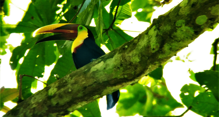 Chestnut mandibled toucan spotted in Carara National Park carara Chestnut-mandibled toucan spotted in Carara National Park