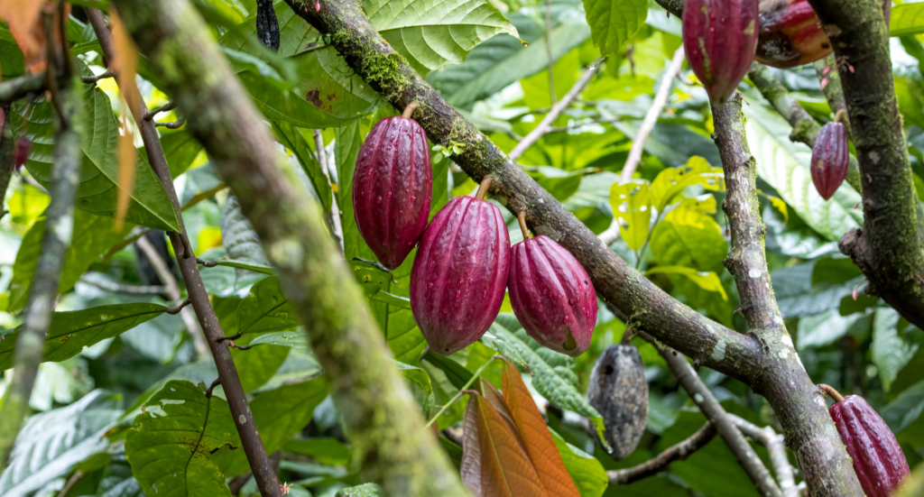 Cocoa plantation in costa rica Cocoa plantation in costa rica